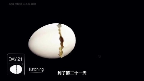 迷你世界的蛋怎么孵化